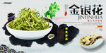金银花海报