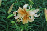 百合花