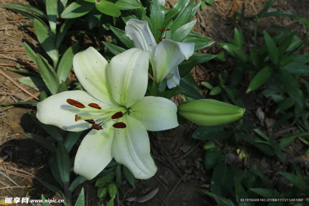 百合花
