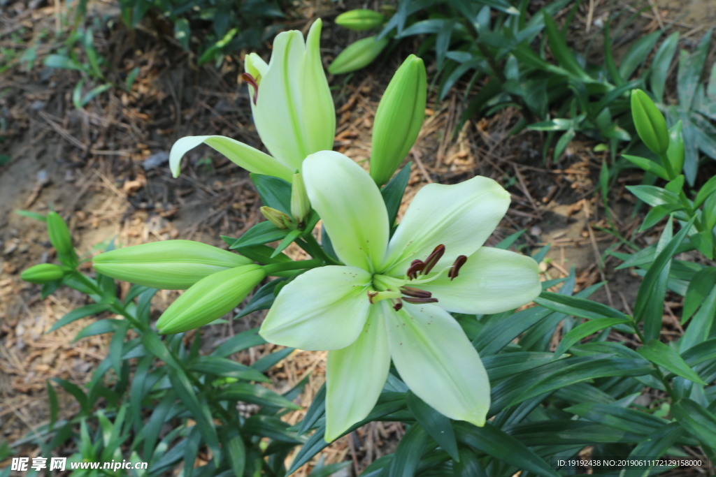 百合花