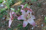 百合花