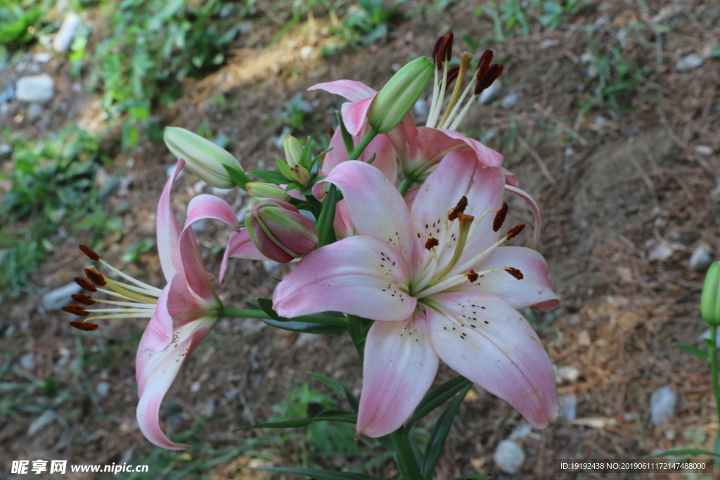 百合花