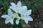 百合花