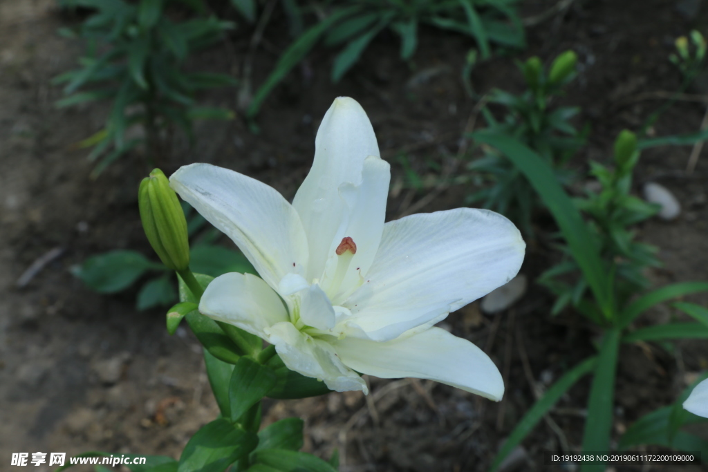 百合花
