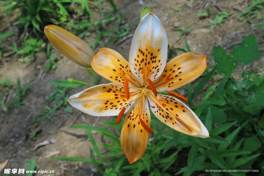 百合花