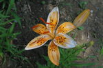 百合花