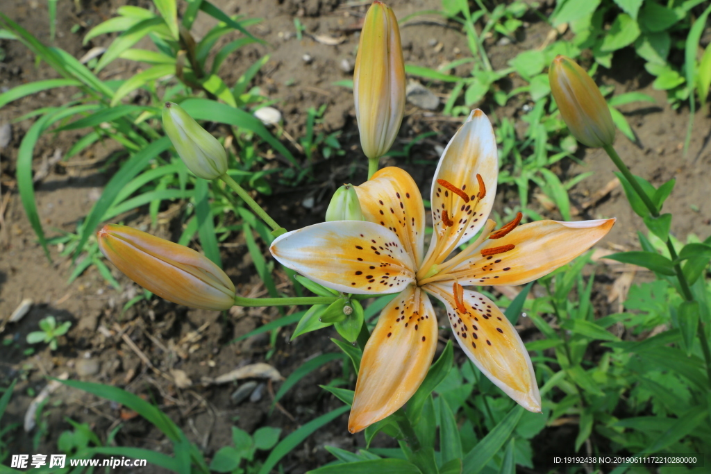 百合花
