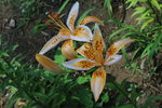 百合花