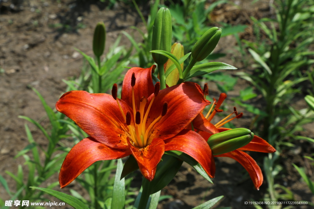 百合花