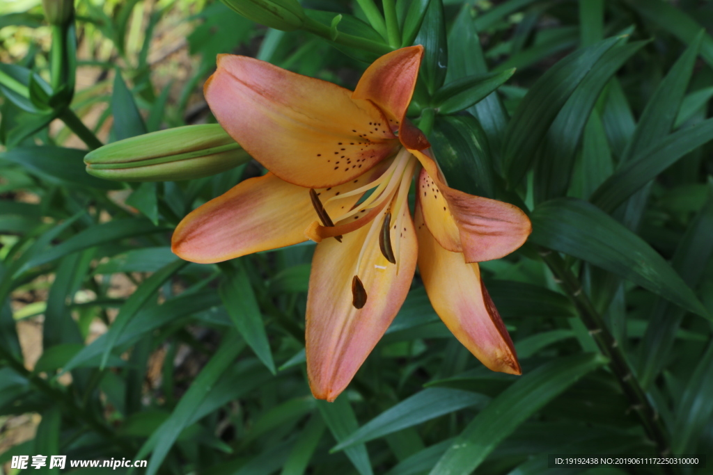 百合花