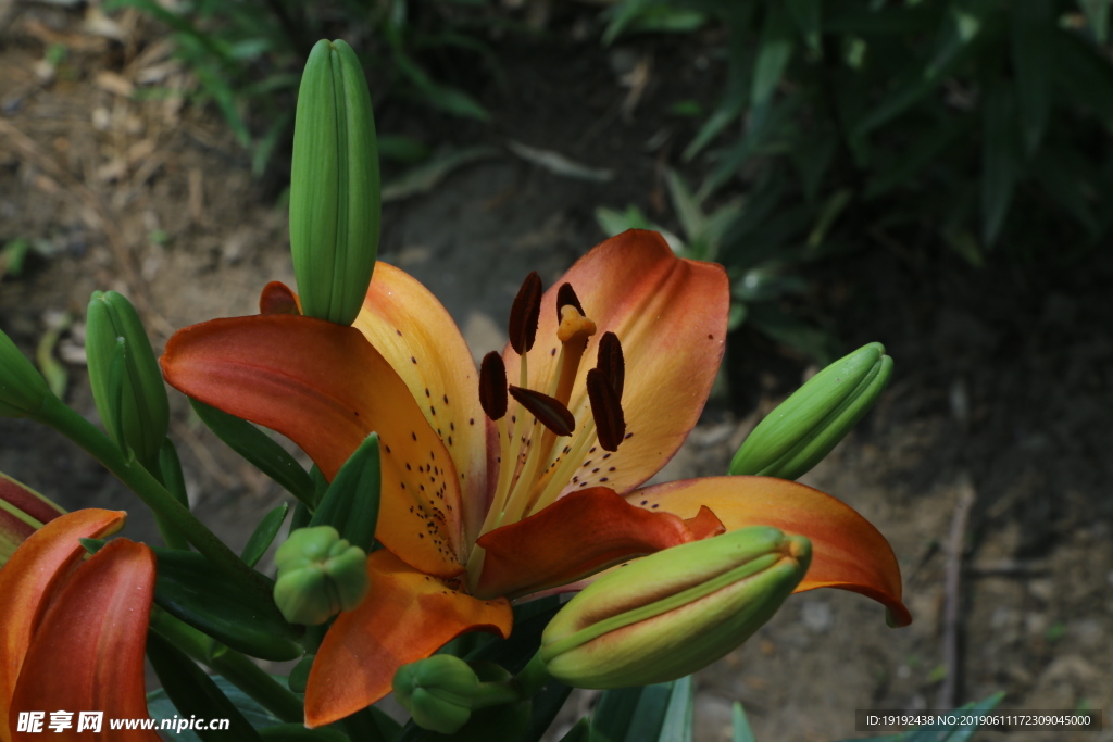 百合花