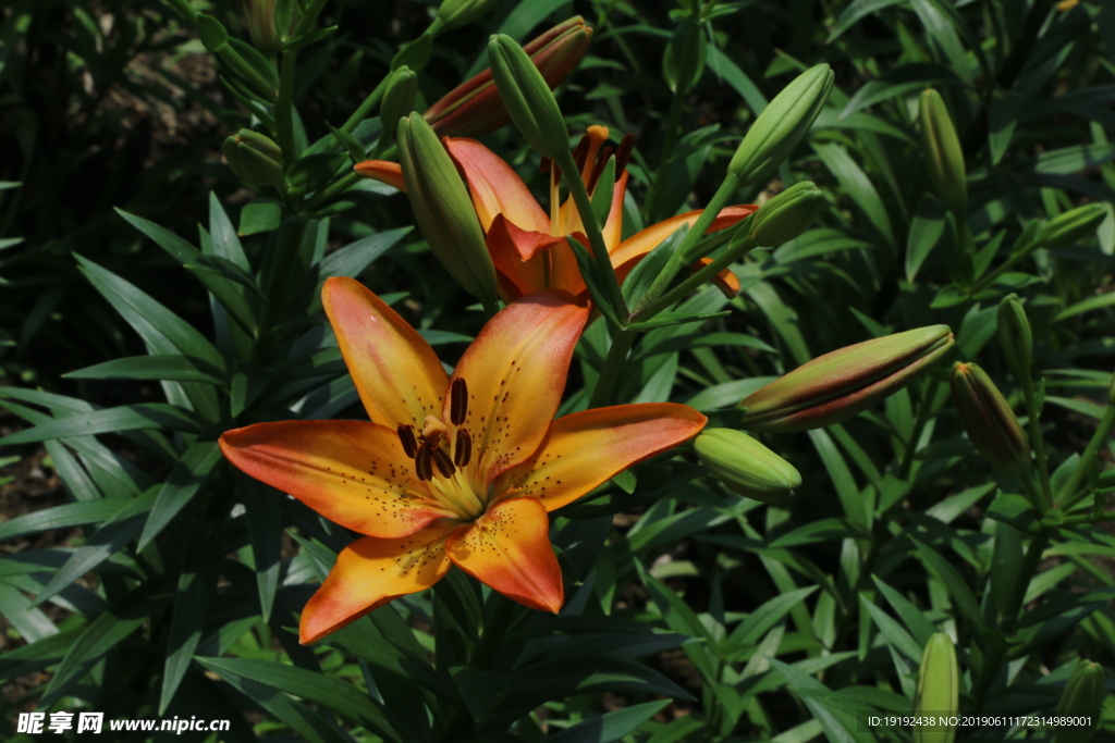 百合花