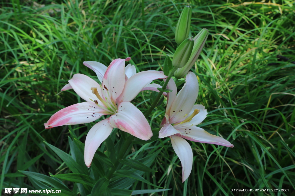 百合花
