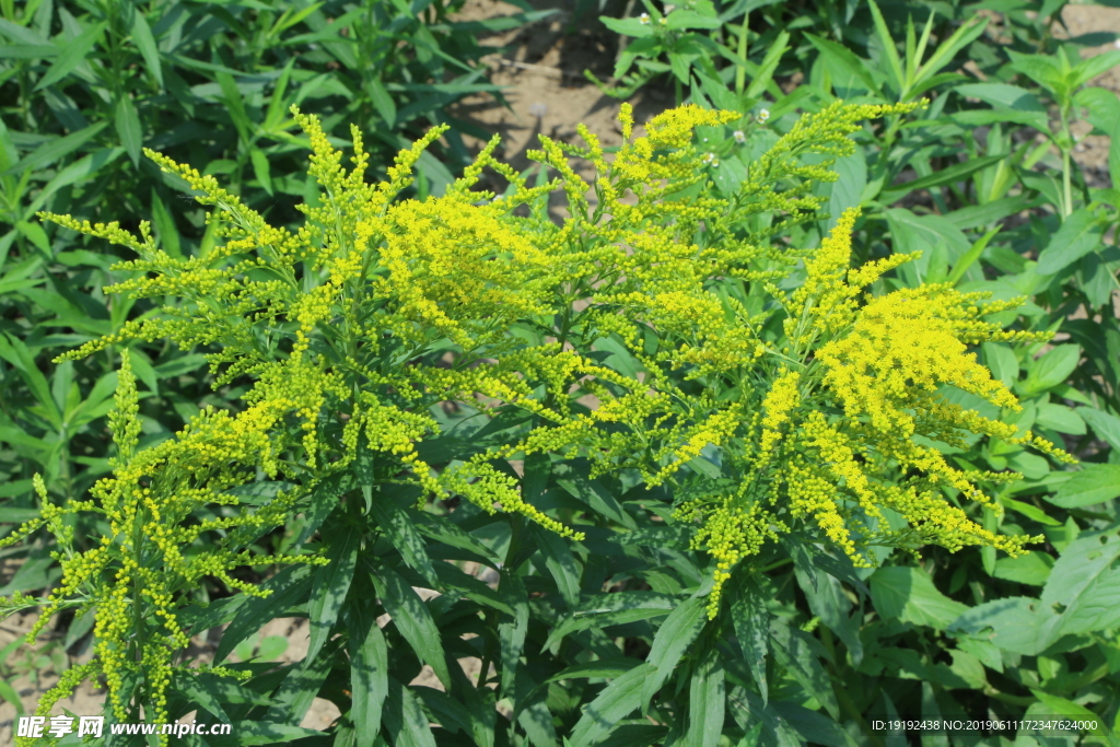 一枝黄花