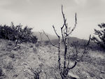 枯树   野外  山