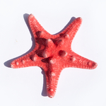 海星
