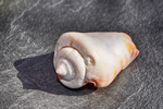 贝壳