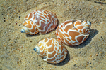 海螺