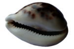 海螺