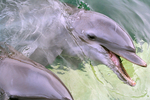 海豚