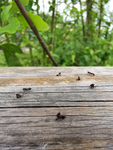 木纹 蚂蚁