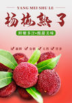 杨梅