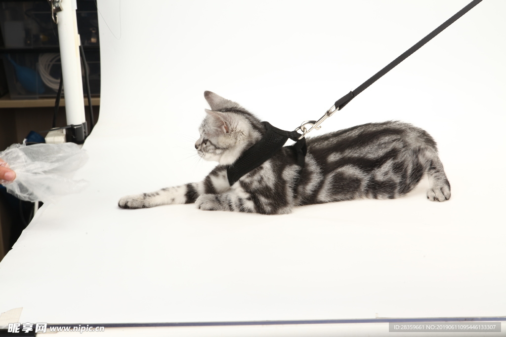 牵引绳 小猫