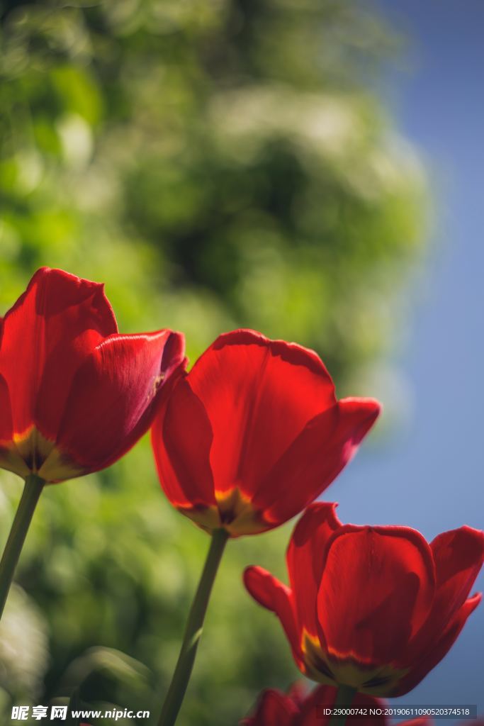 花蕊 花瓣 小花 花草