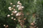 蒲公英