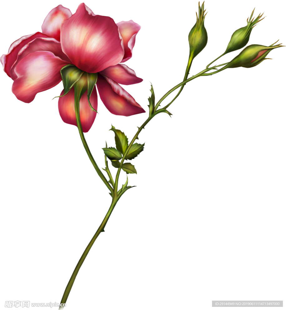 绝美手绘鲜花花束超清透明PNG