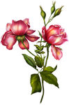 绝美手绘鲜花花束超清透明PNG
