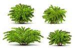 植被
