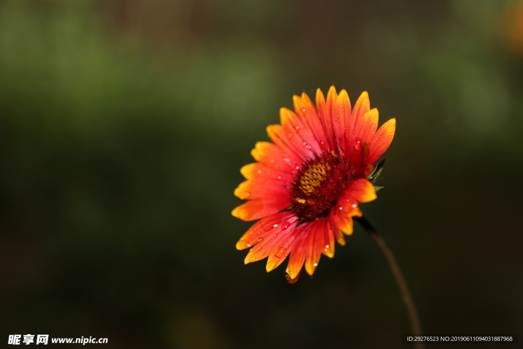 雨后菊花