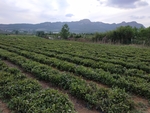 绿茶 江北绿茶 生态茶园 生态