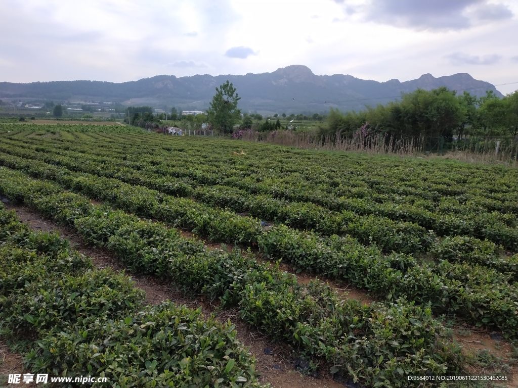 绿茶 江北绿茶 生态茶园 生态