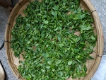 绿茶 江北绿茶 生态茶园 生态