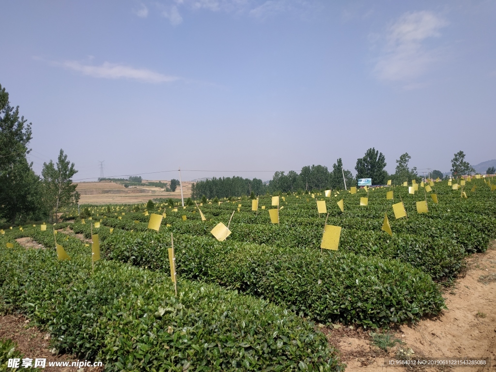 绿茶 江北绿茶 生态茶园 生态