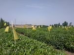 绿茶 江北绿茶 生态茶园 生态