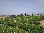 绿茶 江北绿茶 生态茶园 生态