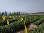 绿茶 江北绿茶 生态茶园 生态