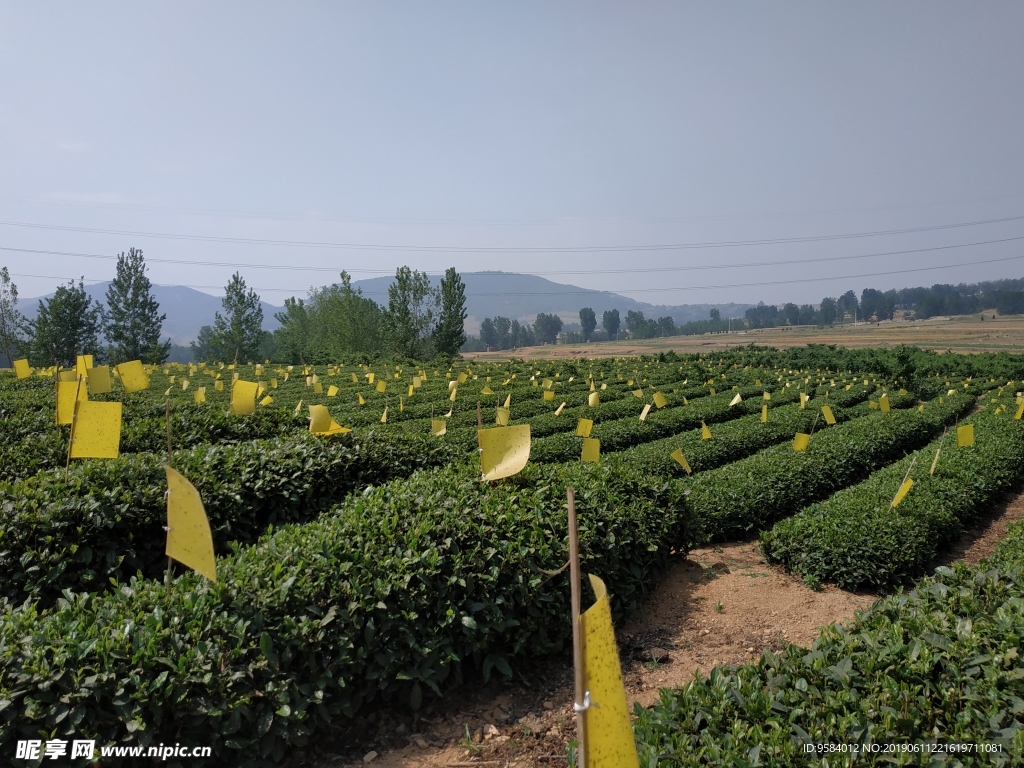 绿茶 江北绿茶 生态茶园 生态