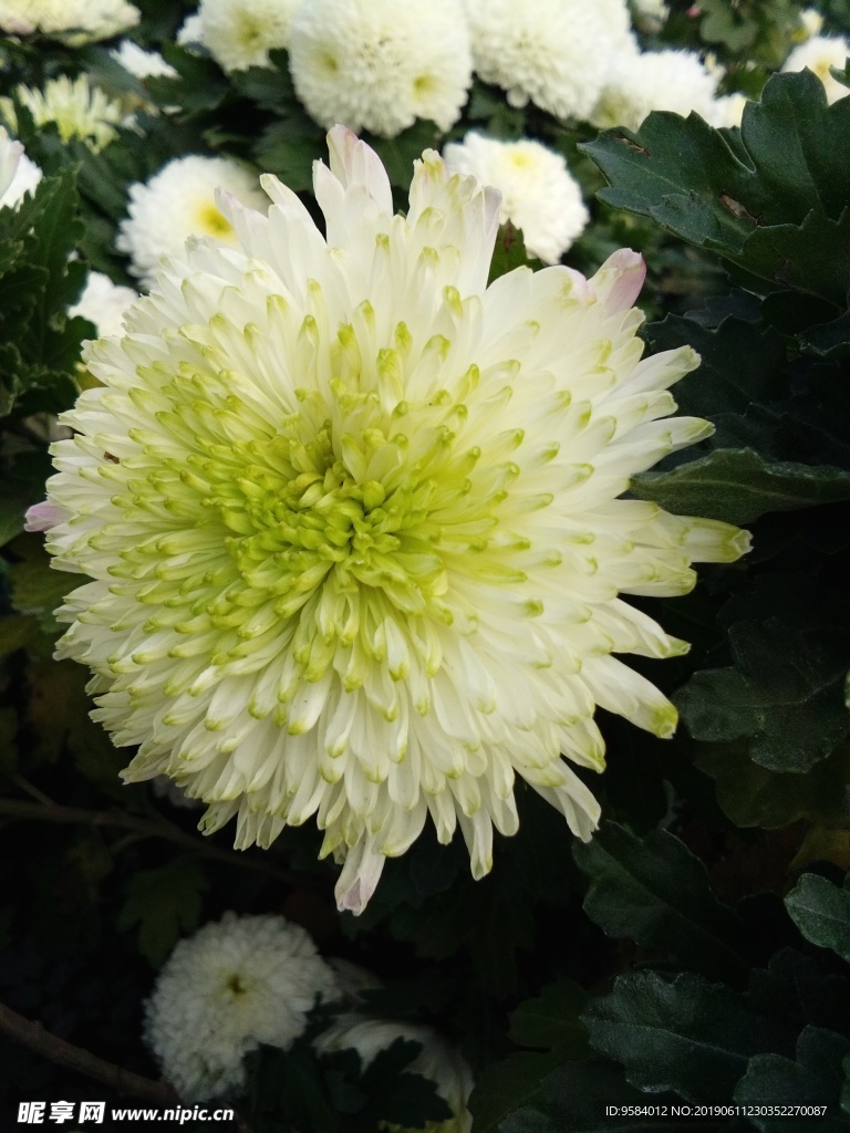 菊花 花卉 花园 花瓣 装饰