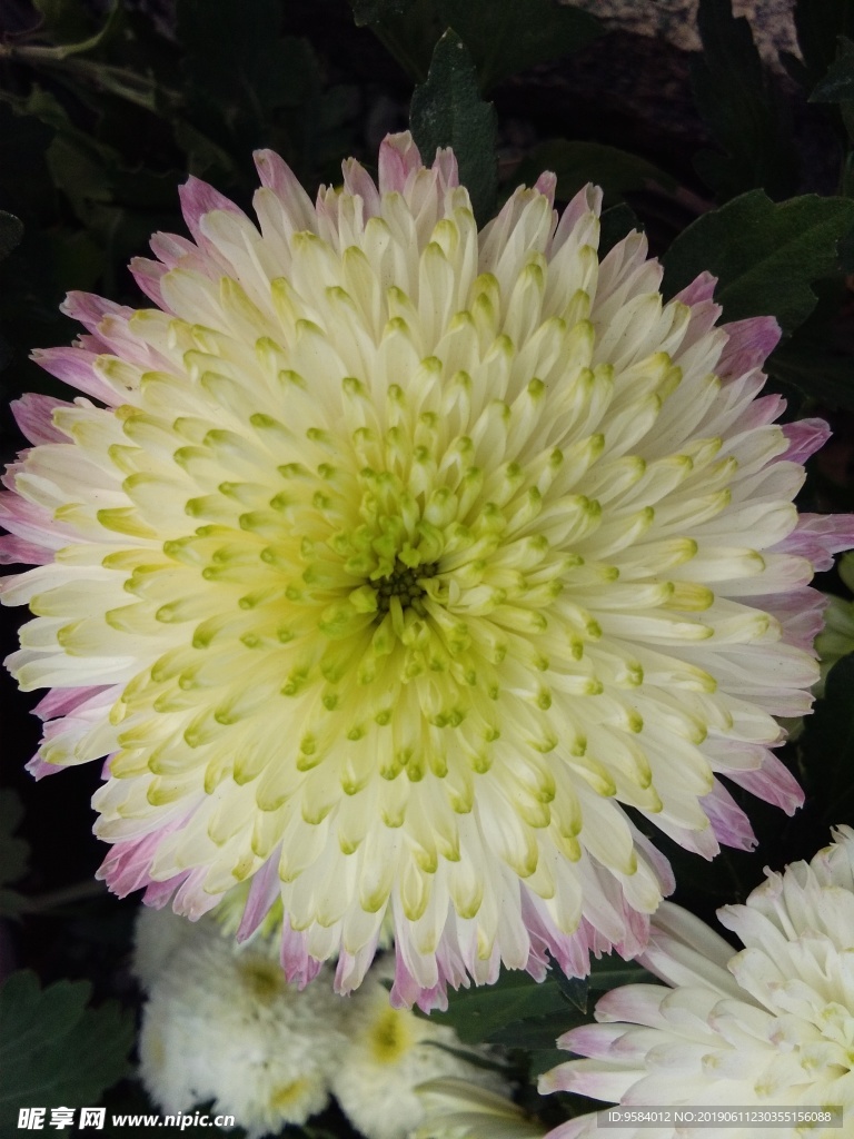 菊花 花卉 花园 花瓣 装饰