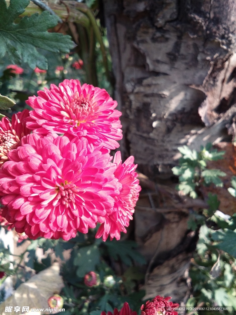 菊花 花卉 花园 花瓣 装饰