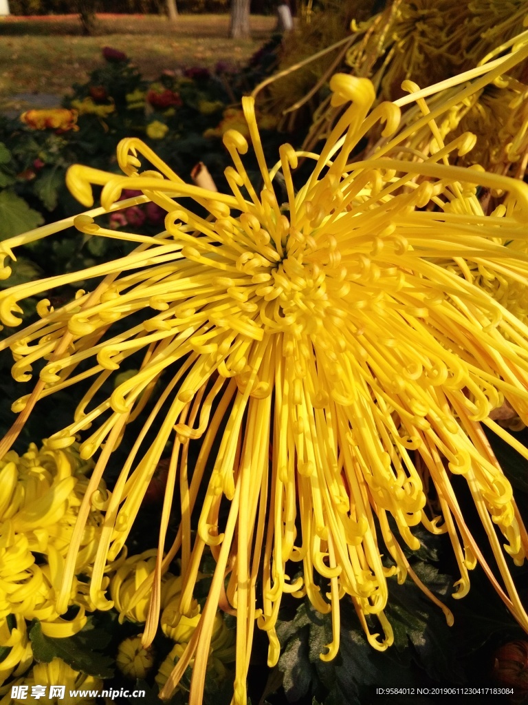 菊花 花卉 花园 花瓣 装饰