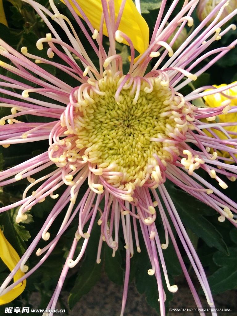 菊花 花卉 花园 花瓣 装饰