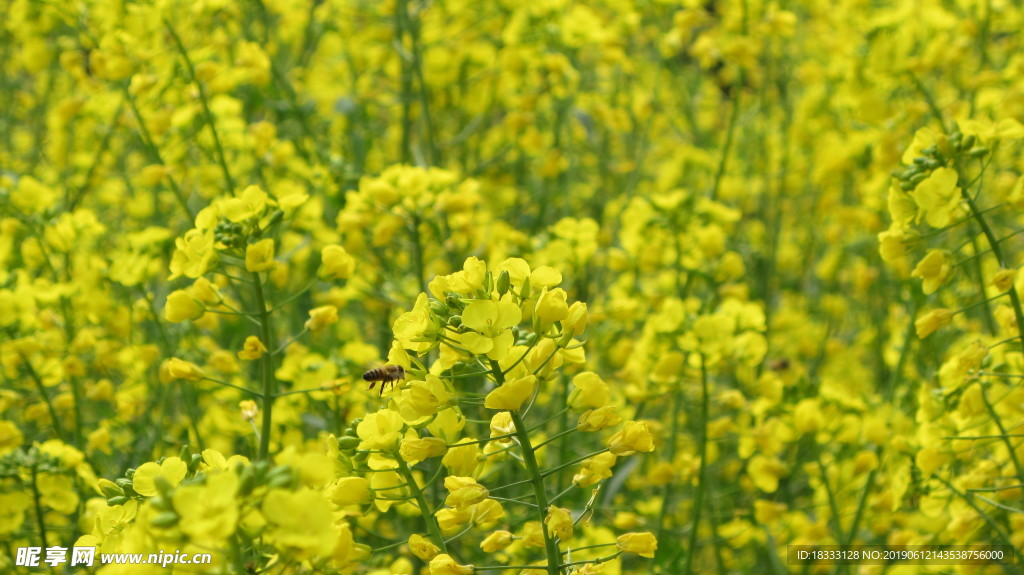 油菜花蜜蜂采蜜