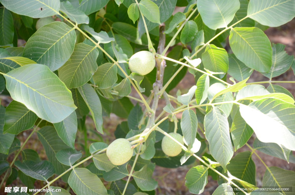 核桃