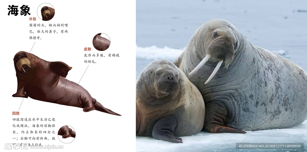 海象画册资料PPT科普