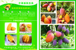 芒果催熟宝典